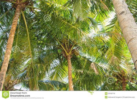 Coconut Palm Trees Perspective View Stock Photo Image Of Summer