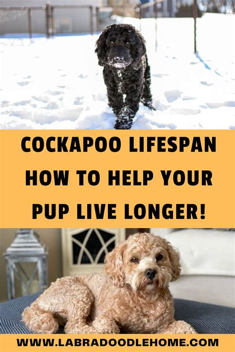 Cockapoo Lifespan How To Help Your Cockapoo Live Longer