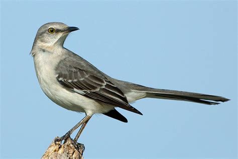 The Northern Mockingbird Mimus Polyglottos Is Another Very Common