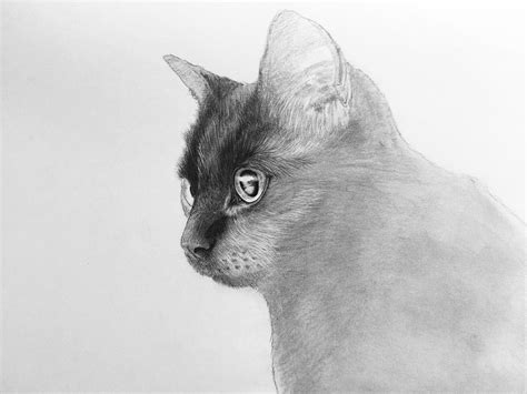 Black Cat Pfp Drawing