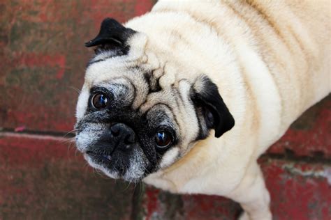 Pug Information Dog Breeds At Thepetowners