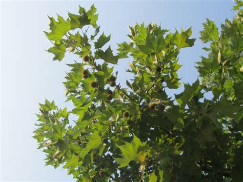 Platano Platanus Acerifolia Lalbero Più Diffuso In Città Il