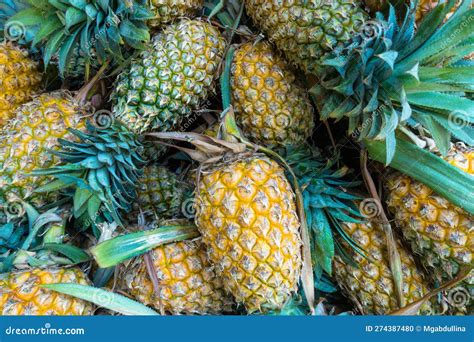 Pineapple Background Many Ripe Yellow Pineapples In The Asian Fruit Food Pineapple Market Sri