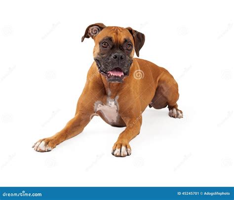 Boxer Dog Laying Happy Expression Stock Image Image Of Copy Large