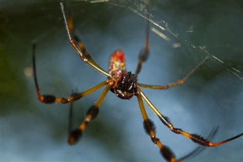 Golden Banana Spider Smithsonian Photo Contest Smithsonian Magazine