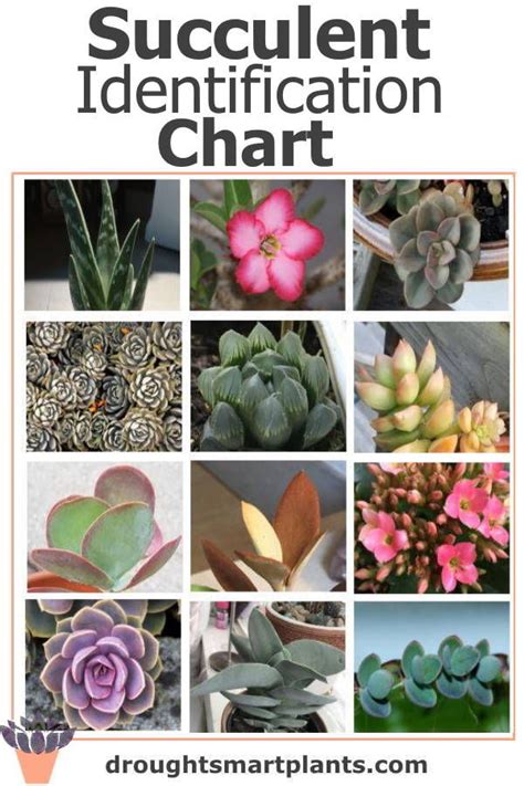 Identify Your Succulent With This Chart Succulent Rock Garden Succulent Potting Mix Fairy