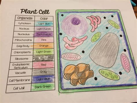 A cell structure in which the functions are carried out to ensure the cell`s survival. Plant & Animal Cell Organelle Match & Color Pages FREEBIE ...
