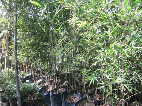 Complete industrial plants for sale. Ornamental Plants For Sale: Bamboo For Sale