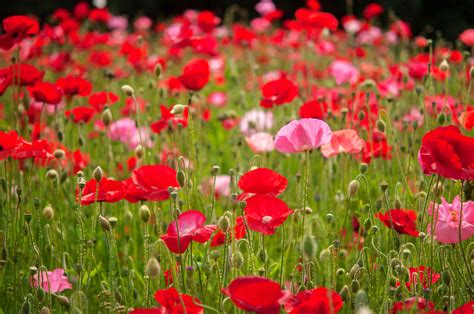 How To Grow And Care For The Common Poppy