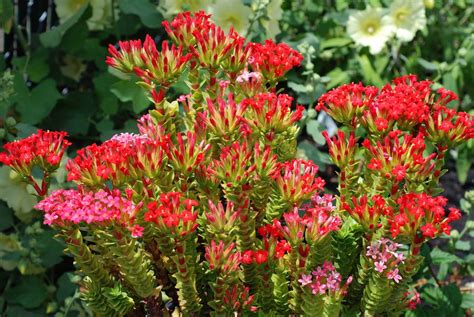 crassula coccinea flickr photo sharing types of succulents cacti and succulents planting