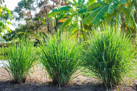 How To Prepare Lemongrass And Use It For Cooking