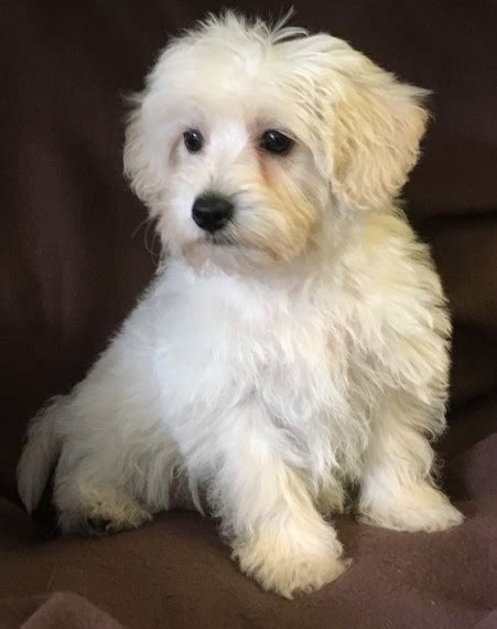 If you want a slightly larger size adult, occasionally we have a litter of cavapoo puppies who will get a bit larger, up to about 16 pounds to 18 or 20 pounds. Cavapoo Puppies for sale in London | London, West London ...