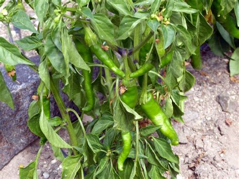 rural revolution a peck of peppers