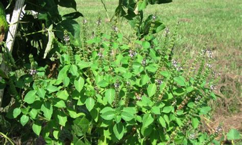 Ram Tulsi Plant At Best Price In Lucknow Uttar Pradesh Plantation Up