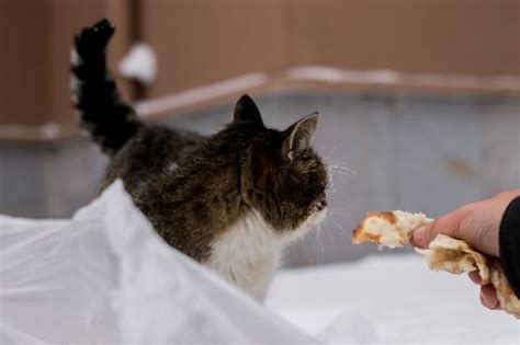 Can Cats Eat Bread That Cuddly Cat