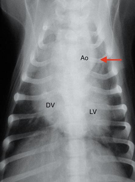 Aortic Stenosis In Dogs And Cats Past Present And Future Intechopen