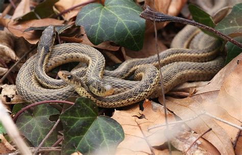 Filegarter Snakes At John Heinz National Wildlife Refuge In
