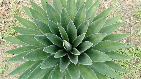 20 Different Types Of Aloe Plant Happy Diy Home