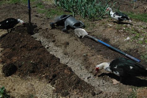 3 Easy Ways To Radically Improve Your Soil Using Trench Composting