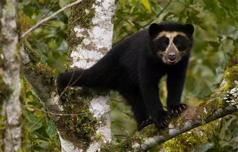 Spectacled Bear Is The Only Bear Native To South America It Is A