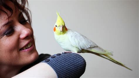 Do Birds Cause Allergies Pet Bird Youtube