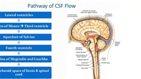 Cerebrospinal Fluid Diagram