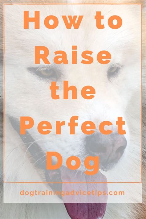 How To Raise The Perfect Dog Dogtrainingadvicetips Dogbehavior