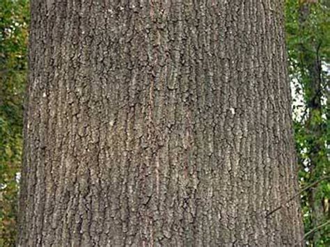 Quercus Phellos Willow Oak Go Botany