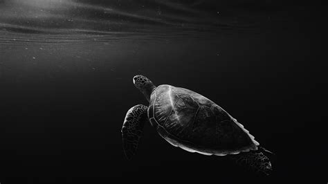 Turtle Underwater Monochrome 4k Wallpapers Hd Wallpapers