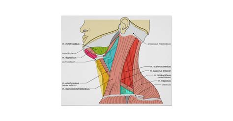 Neck and shoulder muscles diagram. Triangles of the Neck Muscles Anatomical Diagram Poster ...