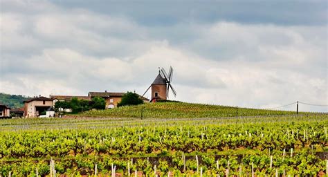Beaujolais Wine Regions France