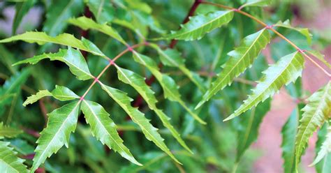 Neem Benefits For Skin And Health Ayurvedic Herb Guides Banyan Botanicals