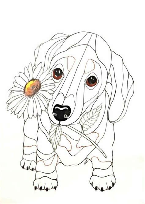 Dachshund Coloring Pages Free Coloring Pages