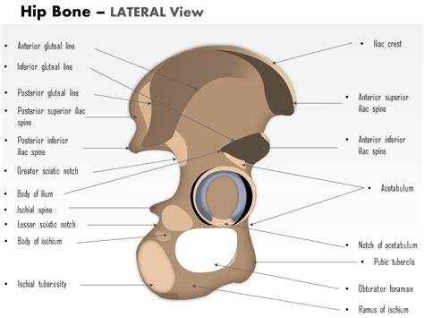 Anatomy Of Hip Bone