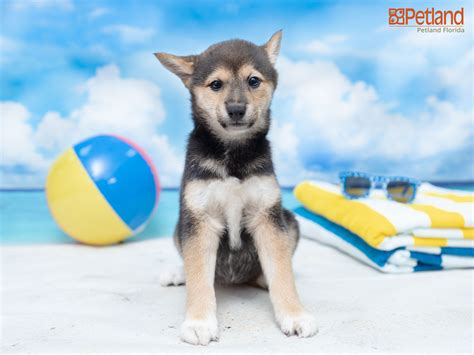 Shiba inu puppies for sale shiba inu dogs for adoption shiba inu breeders. Petland Florida has Shiba Inu puppies for sale! Check out all our available puppies! #shibainu # ...