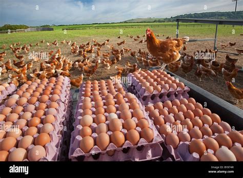 Commercial Egg Farming Hi Res Stock Photography And Images Alamy