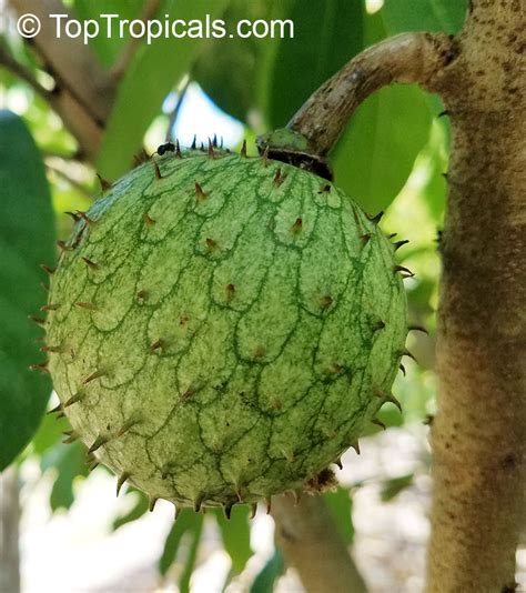 We did not find results for: Annona montana, Mountain Soursop, Wild Custard Apple ...