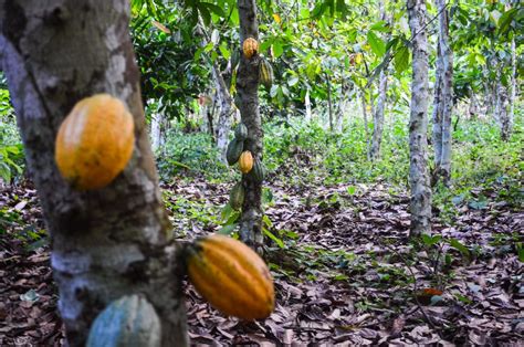 Who To Blame The Rough Start For Living Income Cocoa Prices In Côte Divoire And Ghana