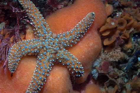 Giant Spined Sea Star Starfish Starfish Species Starfish Ocean