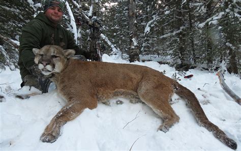 Cougar Hunt 4 Nelson Blue Ridge Outfitters