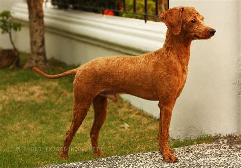 Many owners will also want the poodle's tail to stand out. Pin on Dog Breeds