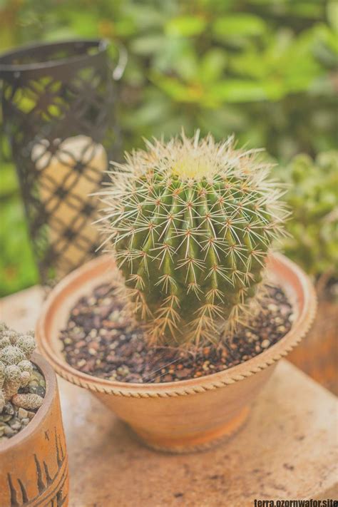 Innovative Concept Cactus Indoor Small Look At Plants Indoor Plants