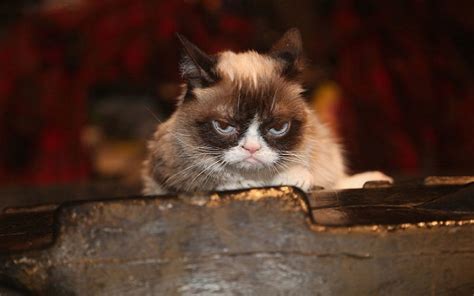 Internet Legend Grumpy Cat Dies At The Age Of Seven