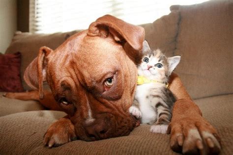 Puppies and kittens | what does it meaning of puppies, kittens, in dream? Dog Kitten Friends - 1Funny.com