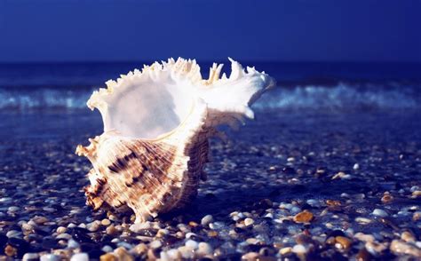 Free Seashell Desktop Wallpaper Wallpapersafari Пляж Морские