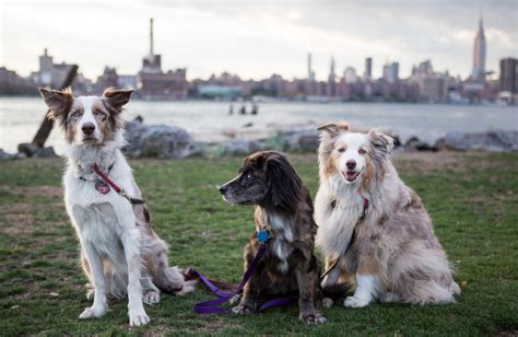 20 Dog Parks In New York City Silver Star Motors