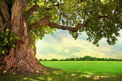 Best Trees Stock Photos Pictures And Royalty Free Images Istock