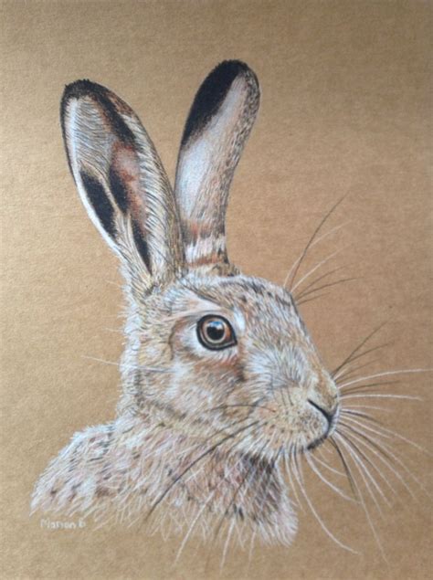 Hare Drawing A4 Hare Artforsale Nature If You Are Interested In
