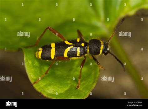Wasp Beetle Clytus Arietus Sitting On A Leaf Stock Photo Alamy