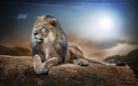 Lion Animals Nature Wildlife Rock Wallpapers Hd